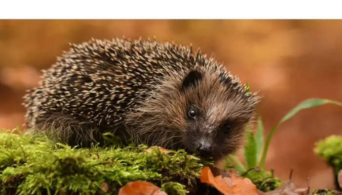 does-hedgehog-poo-smell