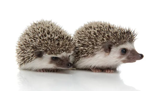 does-hedgehogs-enjoy-cuddling-each-other