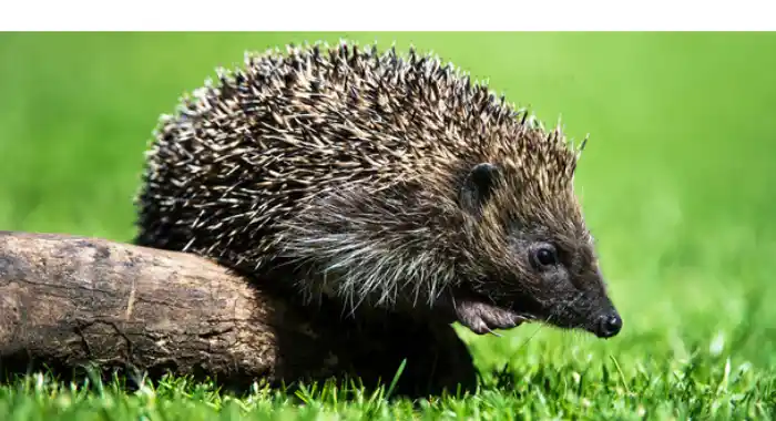 feeding-hedgehogs-lettuce