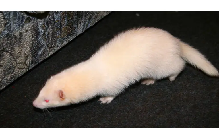 ferret-digging-carpet