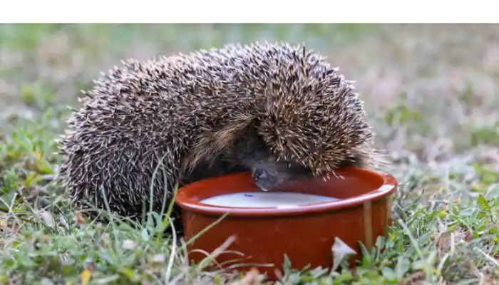 hedgehog-homemade-recipe