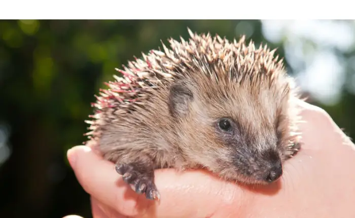 hedgehog-losing-quill-dry-skin