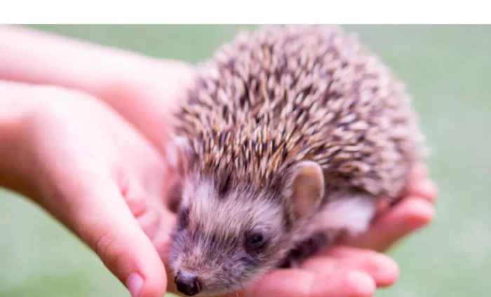 How Many Babies Do Pet Hedgehogs Have? [Litter Size] – PetsBuilder