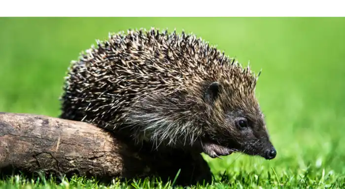 how-often-hedgehog-poo-pee