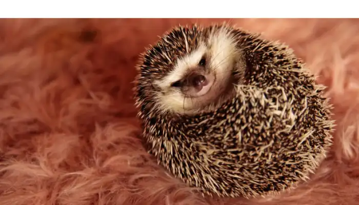 how-to-uncurl-hedgehog