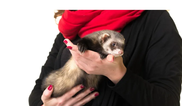 pros-cons-having-pet-ferrets
