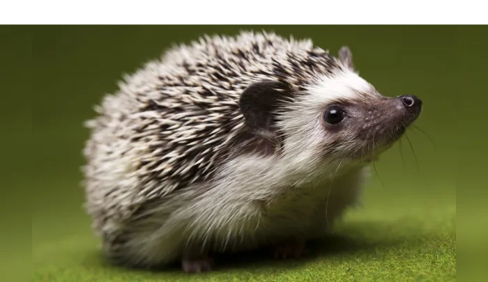 signs-hedgehog-feels-calm-confident