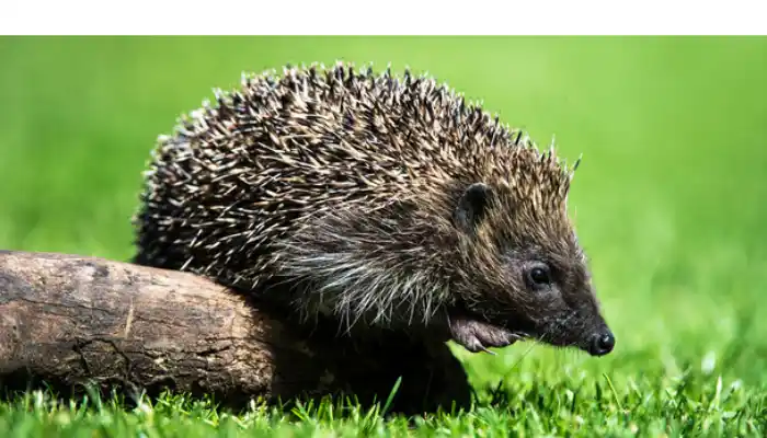 signs-hedgehog-is-pregnant