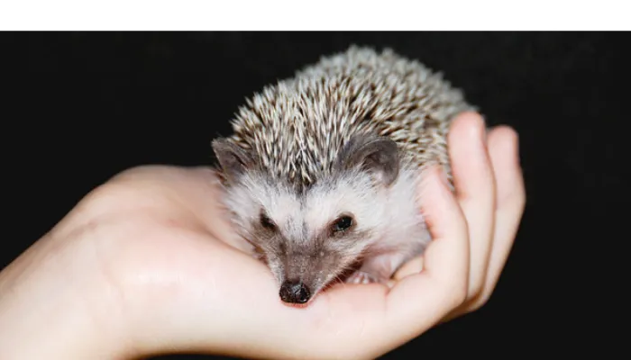 signs-hedgehog-likes-you
