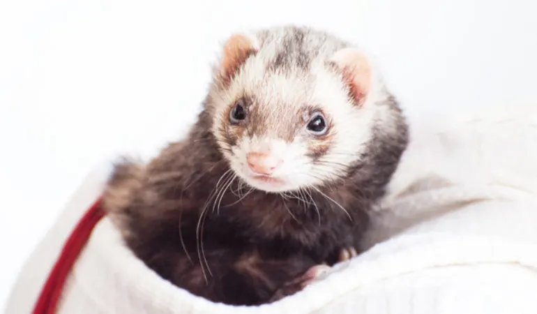 why-ferrets-sleep-so-much