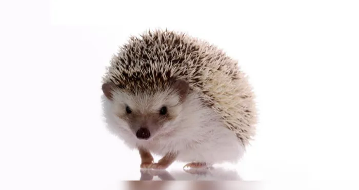 why-hedgehog-is-scared
