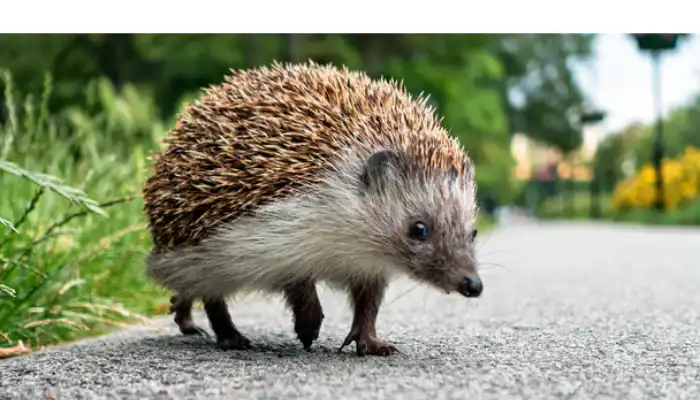 why-hedgehog-splat