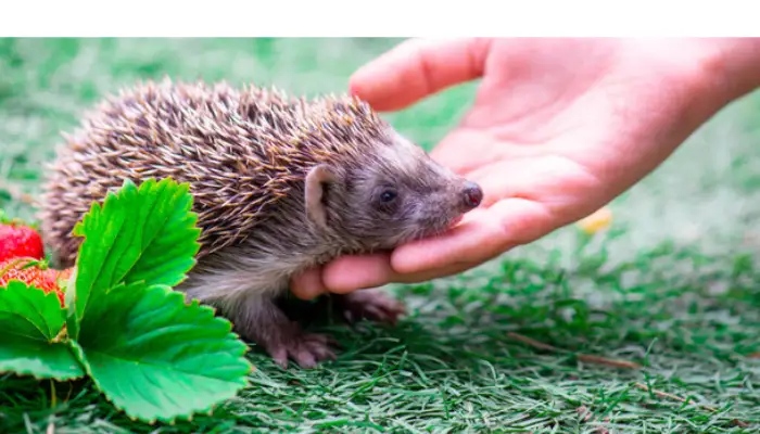 why-hedgehogs-are-good-pets-for-children