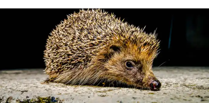 Hedgehog-Squeaking-in-Sleep