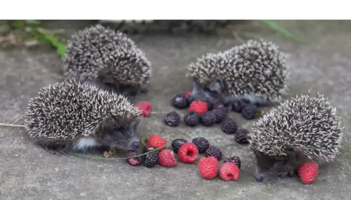 can-hedgehog-eat-blueberries