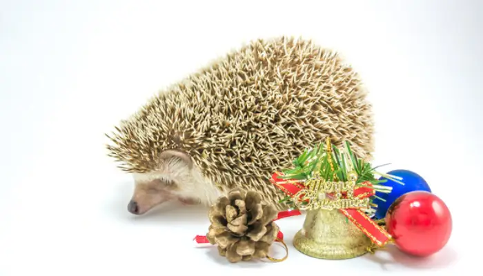 Can Hedgehogs Eat Chocolate? [Why It Should Be Off-Limits] – PetsBuilder