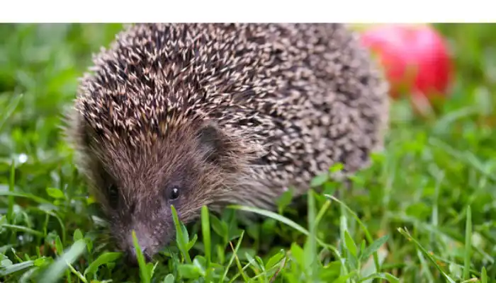 can-hedgehog-eat-oranges