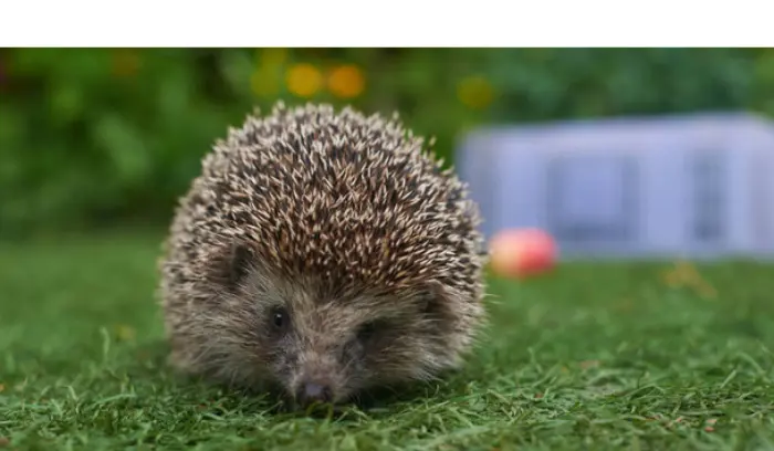 can-hedgehog-jump
