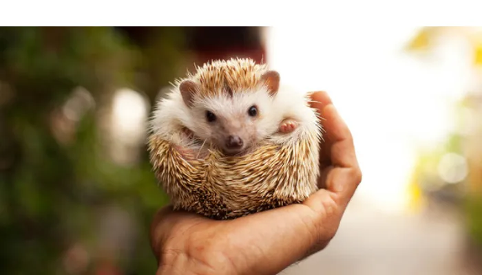 can-hedgehog-recognise-their-name