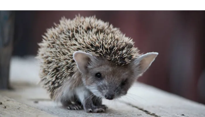 can-hedgehog-sneeze