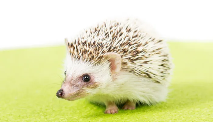 can-hedgehogs-travel-in-cars