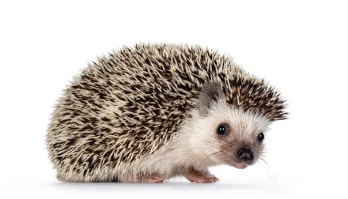 colours-of-hedgehog-eyes