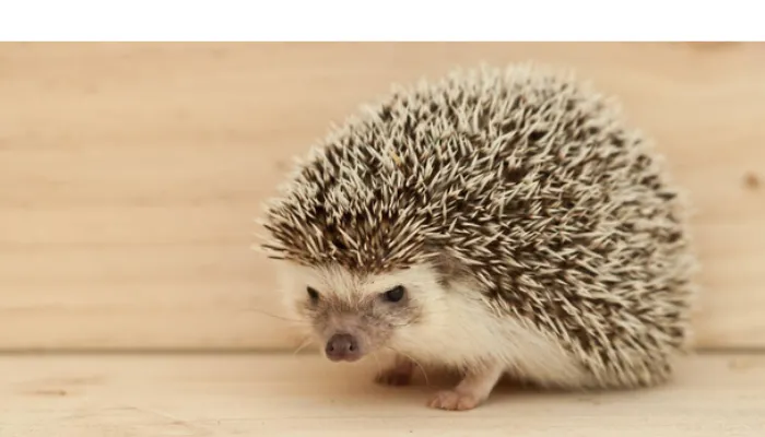 do-hedgehog-have-feelings