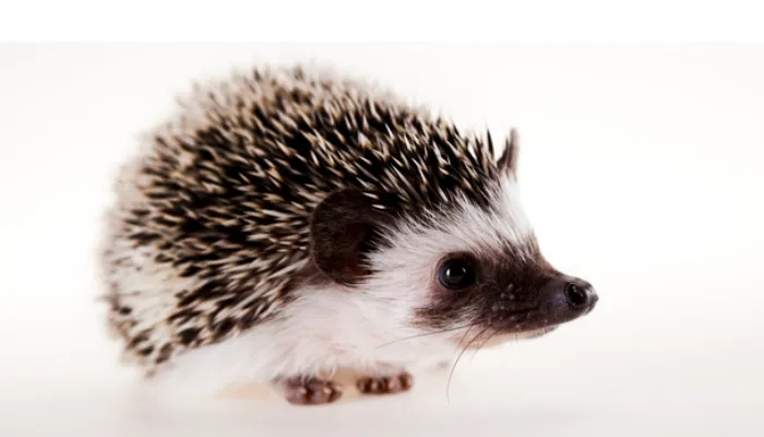 do-hedgehogs-have-ears