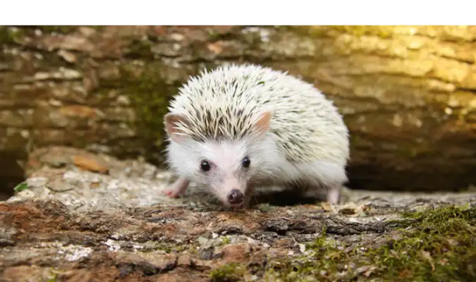 do-hedgehogs-have-good-memory
