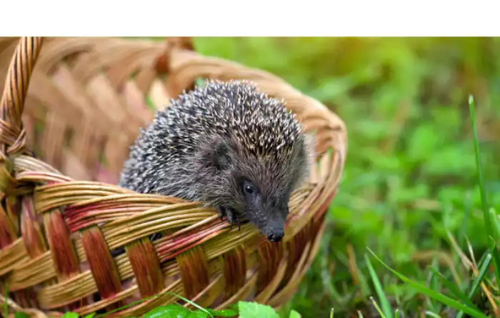does-hedgehog-have-wet-nose