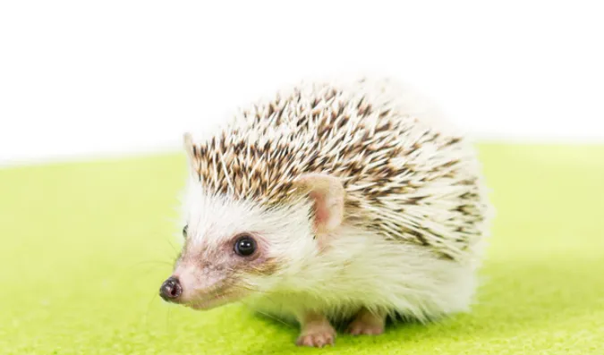 games-you-can-play-with-hedgehog