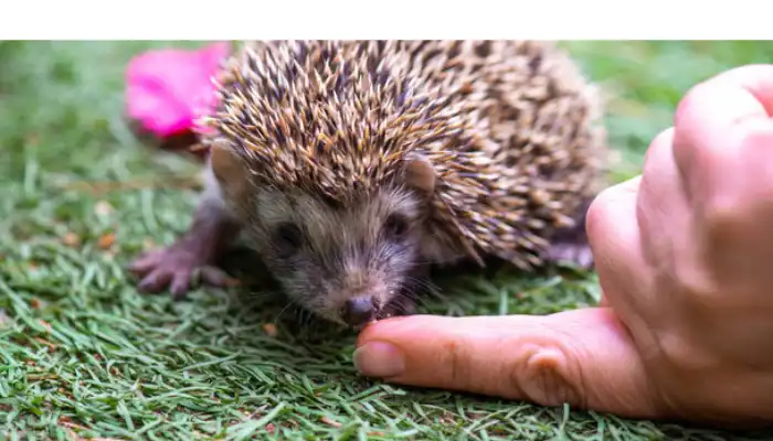 hedgehog-age-guide