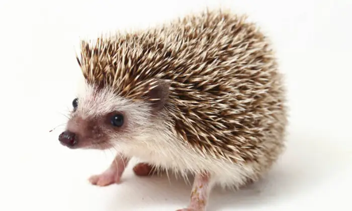 hedgehog-dry-skin-coconut-oil