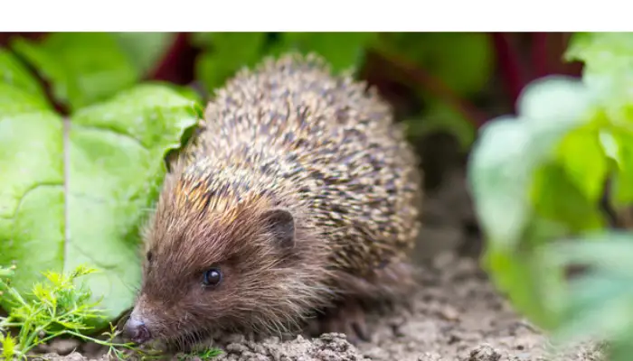 how-hedgehog-use-nose-to-find-nose