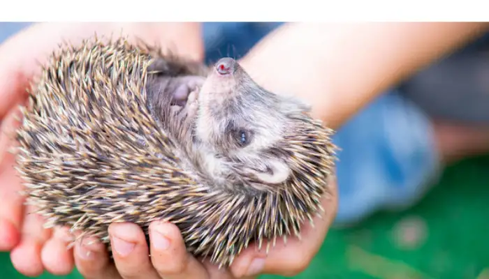 how-much-does-hedgehog-cost