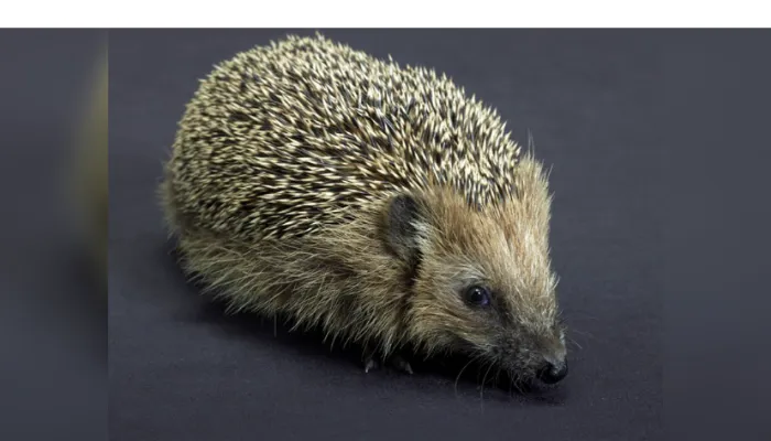 how-much-hedgehog-run-at-night