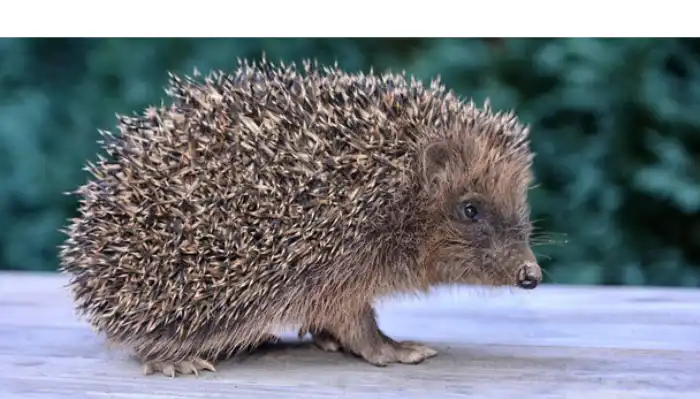 oil-for-pet-hedgehog-skin