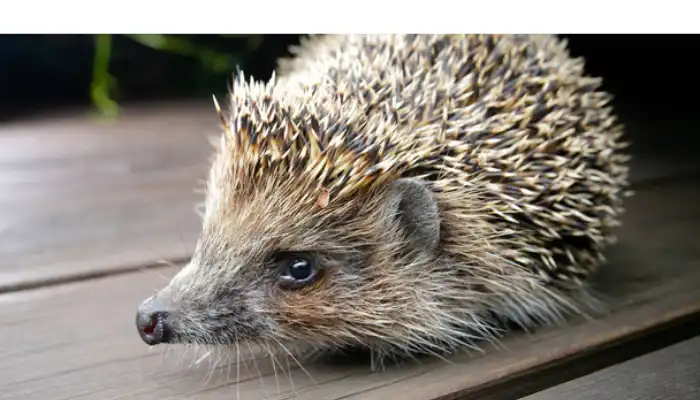 overcome-hedgehog-depression