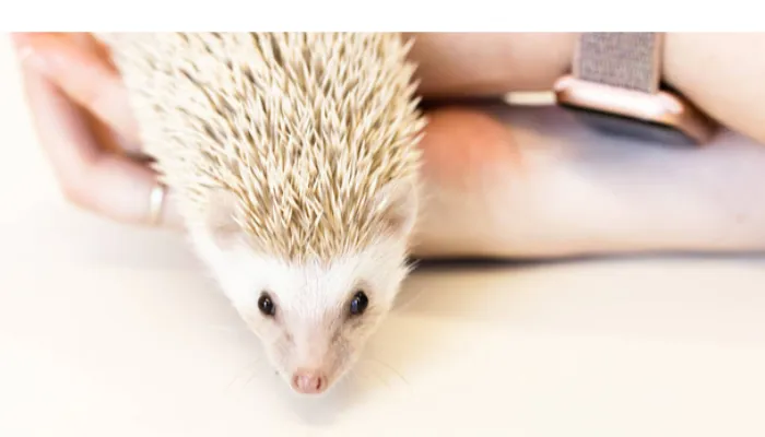 pros-cons-having-pet-hedgehog