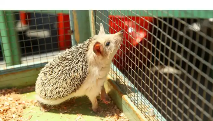 reasons-not-to-get-pet-hedgehog
