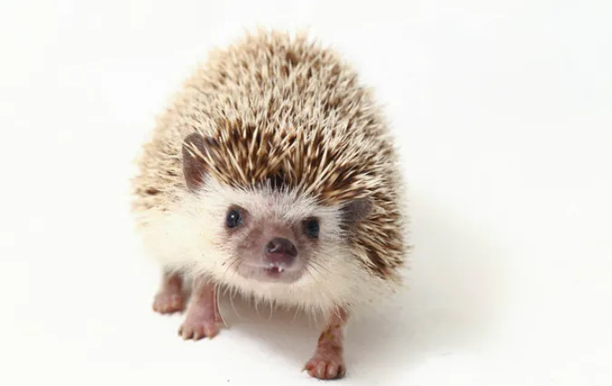 things-hedgehog-do-when-frightened