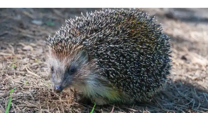 why-hedgehog-squeak