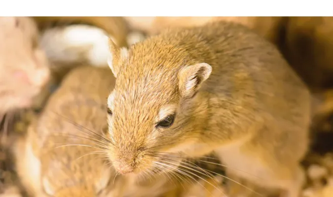 does-gerbils-need-to-be-in-pairs