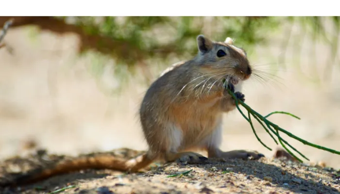 gerbil-sleep-habits