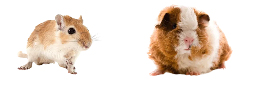 gerbil-vs-guinea-pig