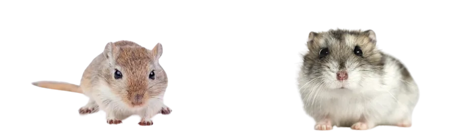 gerbil-vs-hamster-difference