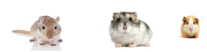 gerbil-vs-hamster-vs-guinea-pig