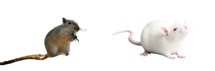 gerbil-vs-mouse-differences