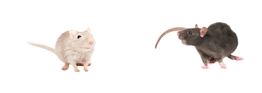 gerbil-vs-rat-differences