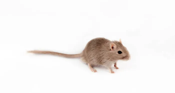 is-gerbil-right-for-you